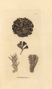 Bugulina avicularia - James Sowerby