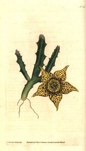 Cactus d