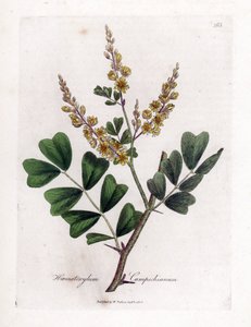 Bois de Campêche - Bois de Campêche, Haematoxylum campechianum. Gravure à la main en couleur d