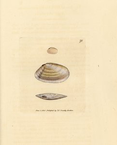 Coquille de telline sucrée, Tellina similis. Gravure en cuivre colorée à la main par James Sowerby du British Miscellany, ou Figures colorées de sujets animaux nouveaux, rares ou peu connus.
