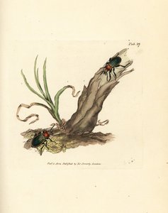 Carabe brillant. Gravure à la main en cuivre colorée par James Sowerby de The British Miscellany, ou Figures colorées de sujets animaux nouveaux, rares ou peu connus - James Sowerby