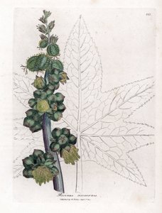 Ricin - James Sowerby