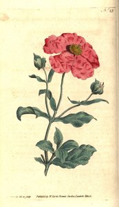 Ciste - Ciste cotonneux, Cistus incanus. Gravure à la main et illustration botanique par James Sowerby tirée de The Botanical Magazine de William Curtis, Lambeth Marsh, Londres