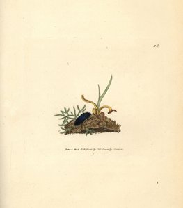 Taupin, Selatosomus aeneus