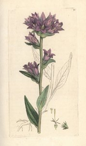 Campanule agglomérée, Campanula glomerata