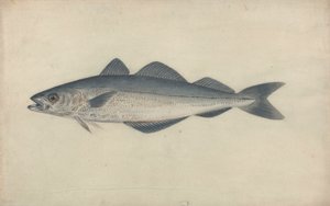 Poisson charbonnier