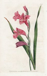 Glaïeul commun, du Botanical Magazine de William Curtis