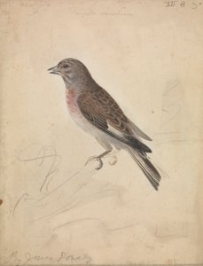 Linotte mélodieuse