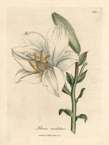 Lys blanc commun, Lilium candidum