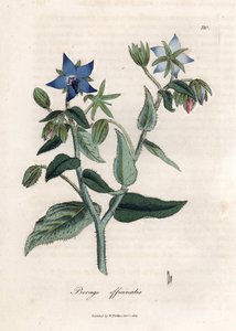 Bourrache compendiale - James Sowerby