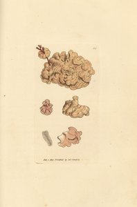 Espèce de coralline