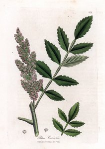 Sumac des corroyeurs