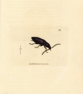 Ctenicera cuprea (Elater chalybeus). Gravure à la main en cuivre colorée par James Sowerby de The British Miscellany, ou Figures colorées de sujets animaux nouveaux, rares ou peu connus - James Sowerby