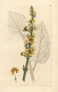 Molène noire, Verbasum nigrum. Gravure à la main en couleur d