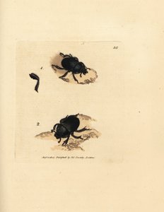 Scarabée bousier, Geotrupes puncticollis