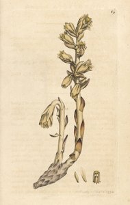 Pipe du Hollandais - James Sowerby