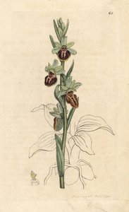 Ophrys araignée précoce, Ophrys sphegodes. Gravure à la main en couleur d