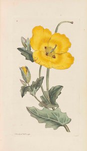 Botanique Anglaise, 1790-1800