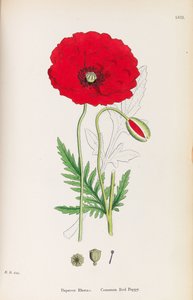 Botanique anglaise