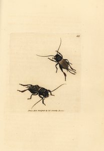 Grillon champêtre, Gryllus campestris (Accheta campestris). Gravure en cuivre colorée à la main par James Sowerby du British Miscellany, ou Figures colorées de sujets animaux nouveaux, rares ou peu connus. - James Sowerby