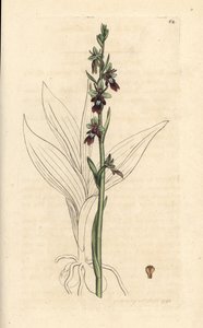 Orchis mouche