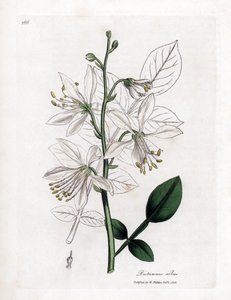 Fraxinelle - Fraxinelle blanche ou dictame de Crète, Dictamnus albus. Gravure sur cuivre coloriée à la main d