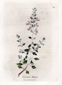 Germandrée des chats - Teucrium marum. Gravure à la main d