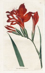 Glaïeul cardinal - James Sowerby