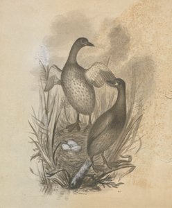 Grèbes - James Sowerby