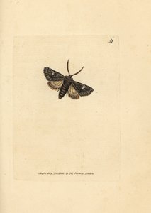 Noctuelle verte - James Sowerby