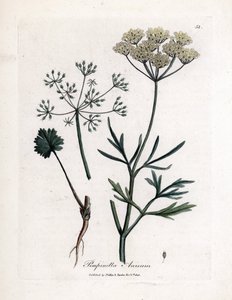 Anis vert (Pimpinella anisum)