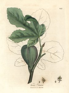 Figuier vert, fruit, feuilles, contour de feuille