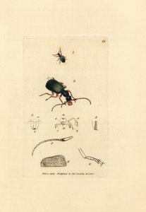 Carabe doré, Drypta dentata - James Sowerby