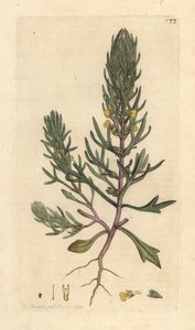 Bugle petit pin, Ajuga chamaepitys - James Sowerby