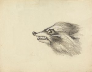 Tête de raton laveur - James Sowerby