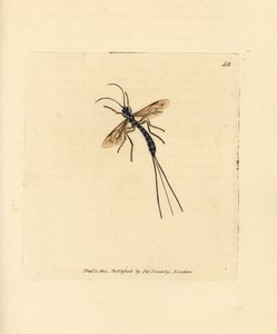 Mouche ichneumon, Rhyssa persuasoria