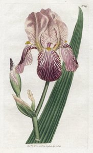 Iris à odeur de sureau - James Sowerby