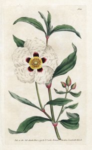 Ciste ladanifère - Lithographie de James Sowerby (1757-1822), tirée du Botanical Magazine de William Curtis (1746-1799)
