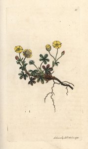 Potentille à grandes fleurs, Potentilla grandiflora. Gravure à la main d