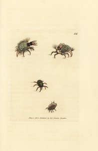Larve de Hemerobius vêtue de lichen, avec acarien - James Sowerby