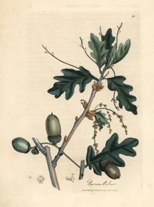 Feuilles et glands du chêne commun, Quercus robur