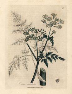Feuilles et fleurs de ciguë, Conium maculatum - James Sowerby