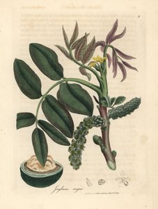 Feuilles, fleur jaune et noix du noyer commun, Juglans regia