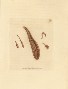 Sangsue, Hirudo circulans - James Sowerby