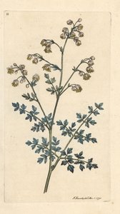 Rue des prés, Thalictrum minus. Gravure à la main d