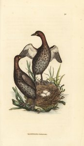 Grèbe castagneux, Tachybaptus ruficollis (Petit grèbe à menton noir, Colymbus hebridicus?). Paire sur nid avec trois œufs. Gravure en cuivre colorée à la main par James Sowerby du British Miscellany, ou Figures colorées de sujets animaux nouveaux, rares ou - James Sowerby
