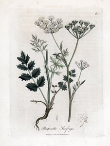 Saxifrage brûlée - Pimpinella saxifraga. Gravure à la main d