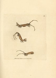 Isopode à longues cornes, Astacilla longicornis (Oniscus longicornis)