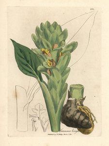 Curcuma longa - James Sowerby