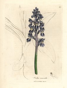 Orchis mâle, Orchis mascula - James Sowerby